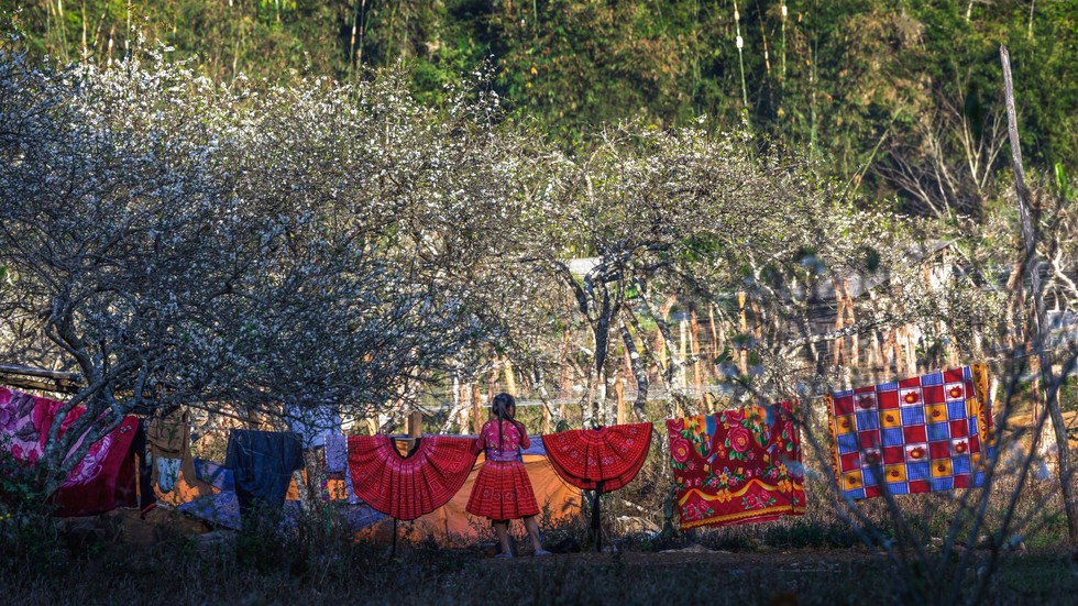 M&ugrave;a hoa mận trắng của người M&ocirc;ng bản Phi&ecirc;ng C&agrave;nh - Ảnh 7.