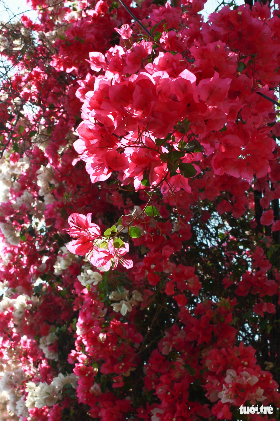 Ngắm hoa giấy bung nở rực rỡ giữa m&ugrave;a kh&ocirc; T&acirc;y Nguy&ecirc;n - Ảnh 6.
