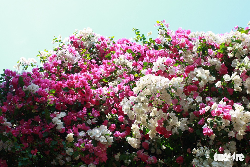 Ngắm hoa giấy bung nở rực rỡ giữa m&ugrave;a kh&ocirc; T&acirc;y Nguy&ecirc;n - Ảnh 5.