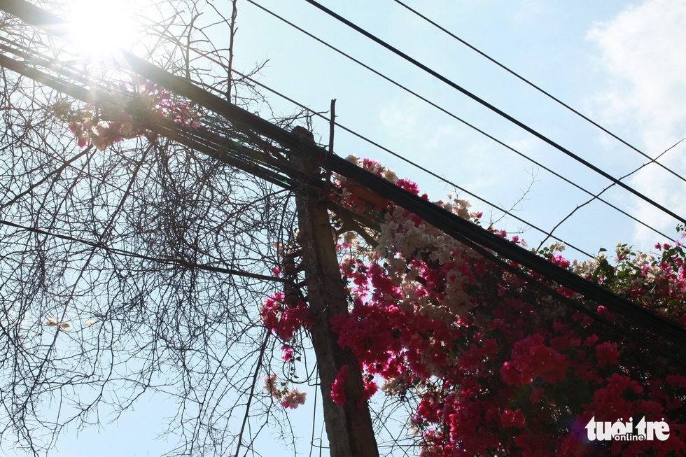 Ngắm hoa giấy bung nở rực rỡ giữa m&ugrave;a kh&ocirc; T&acirc;y Nguy&ecirc;n - Ảnh 4.