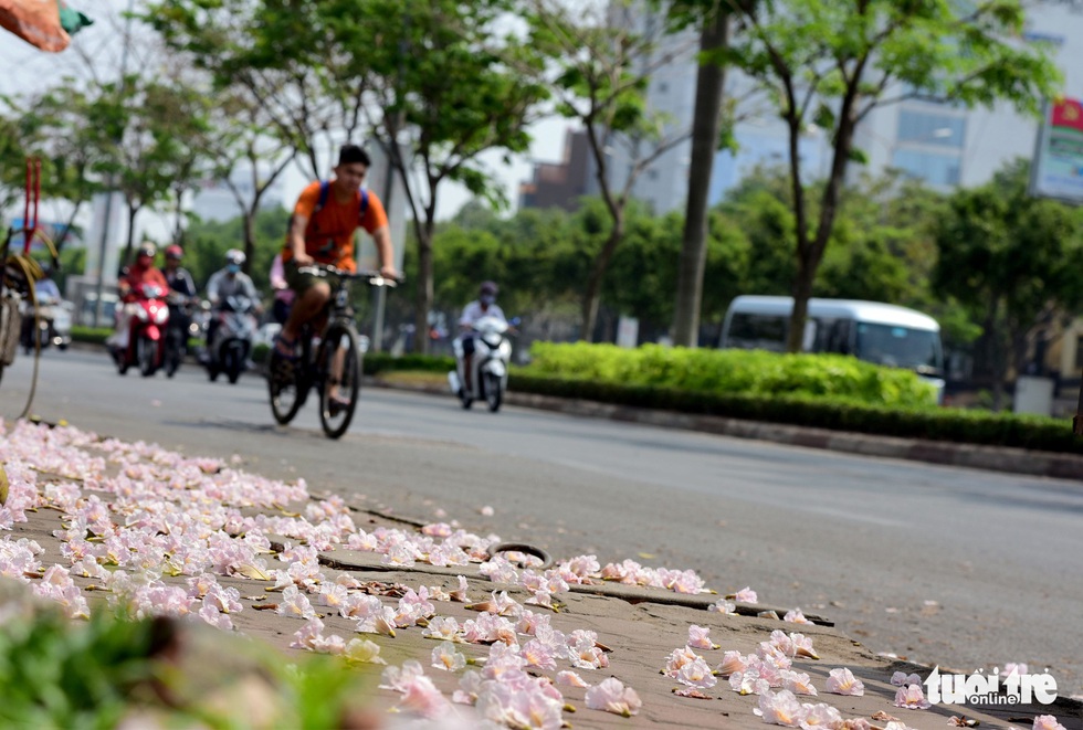 Hoa kèn hồng bung nở sớm, nhuộm tím những góc trời Sài Gòn - Ảnh 3.