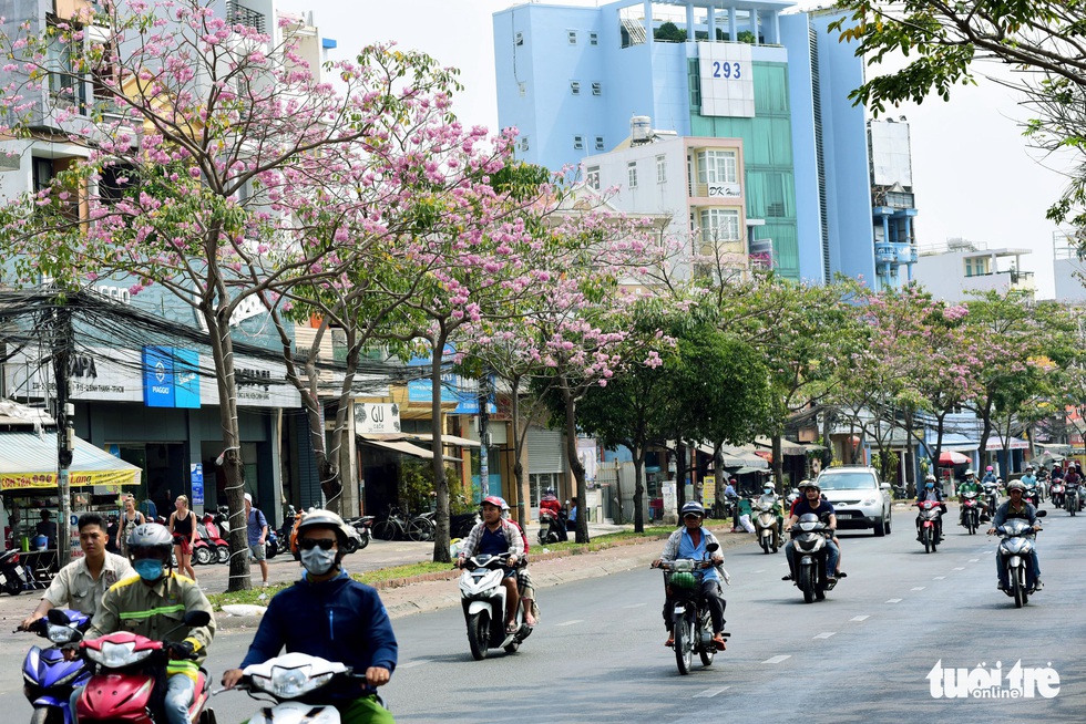 Hoa kèn hồng bung nở sớm, nhuộm tím những góc trời Sài Gòn - Ảnh 4.
