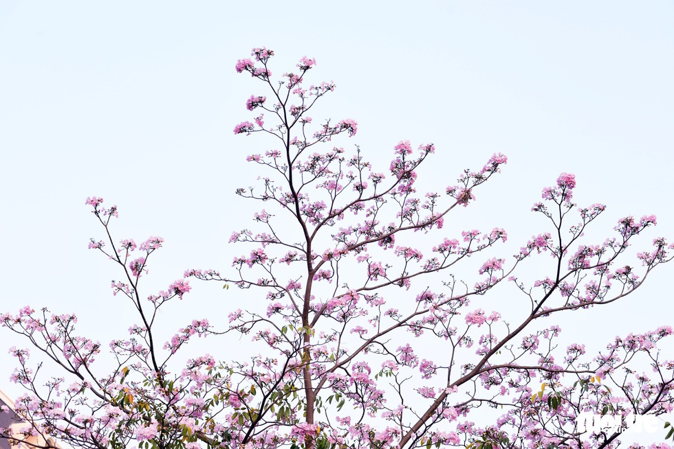 Hoa kèn hồng bung nở sớm, nhuộm tím những góc trời Sài Gòn - Ảnh 8.