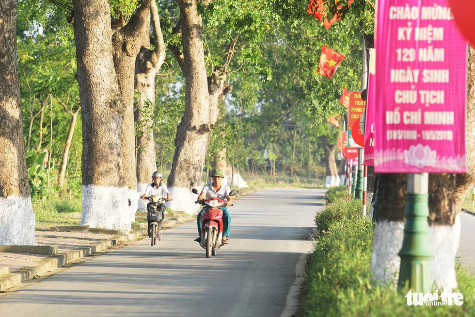 Hàng cây xà cừ hơn nửa thế kỷ trên quê hương Bác Hồ - Ảnh 3. Hàng cây xà cừ hơn nửa thế kỷ trên quê hương Bác Hồ - Ảnh 3.