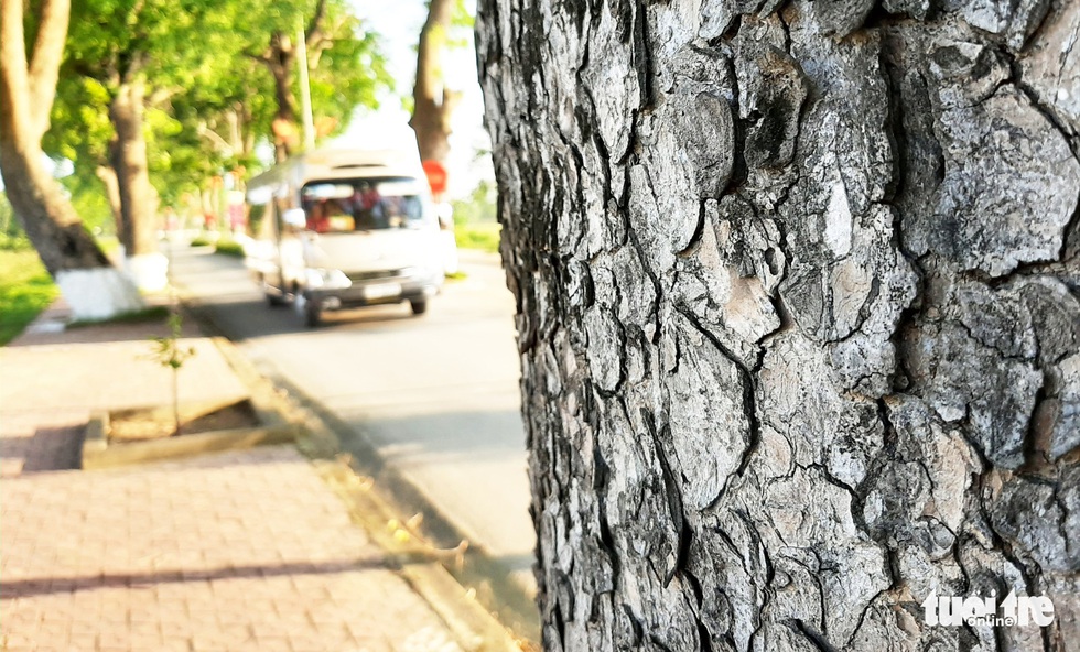 Hàng cây xà cừ hơn nửa thế kỷ trên quê hương Bác Hồ - Ảnh 4. Hàng cây xà cừ hơn nửa thế kỷ trên quê hương Bác Hồ - Ảnh 4.