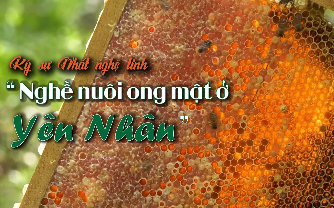 Ký sự Nhất nghệ tinh - Nghề nuôi ong mật ở Yên Nhân