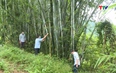 Huyện Quan Sơn: Khai thác gần 7 triệu cây tre, luồng
