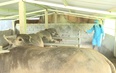 Chủ động phòng chống dịch bệnh trên đàn gia súc,  gia cầm