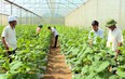 Thanh Hóa với chính sách phát triển nông nghiệp công nghệ cao
