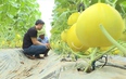 Nga Sơn phát triển nông nghiệp công nghệ cao
