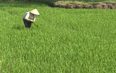 Đẩy mạnh liên kết sản xuất lúa vụ thu mùa