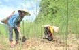 Quan Sơn phát triển nông nghiệp hữu cơ