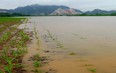 Huyện Vĩnh Lộc: Hơn 30 ha cây trồng vụ đông bị ngập do mưa lớn