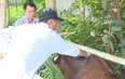 Đẩy nhanh tiến độ tiêm phòng vắc xin cho gia súc gia cầm