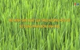 Khuyến nông 1/7/2025