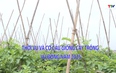Khuyến nông 16/9/2025