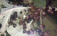 Làm bể bạt nuôi ốc nhồi trong vườn bưởi