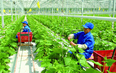 Đề án phát triển nông nghiệp hữu cơ tỉnh Thanh Hóa, giai đoạn 2021 - 2030