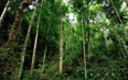 Thanh Hóa: Bảo tồn và phát triển bền vững rừng đặc dụng Khu bảo tồn thiên nhiên Xuân Liên