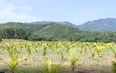 Hiệu quả từ mô hình trồng cau ăn quả ở xã Giao An, huyện Lang Chánh
