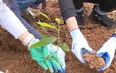 Lan toả phong trào trồng cây xanh bảo vệ môi trường