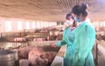 Nông dân thu lời hàng tỷ đồng mỗi năm nhờ chăn nuôi lợn theo quy trình VietGap