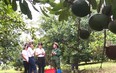 Huyện Thạch Thành phát triển cây mắc ca