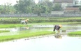 Huyện Hậu Lộc phấn dấu gieo trồng trên 6.000 ha cây trồng các loại trong vụ thu mùa