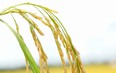 Giá gạo Việt Nam vẫn bền vững dù gạo Thái Lan nhiều phiên "lao dốc"