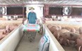 Việt Nam chi 3,7 tỷ USD nhập khẩu nguyên liệu sản xuất thức ăn chăn nuôi trong 6 tháng