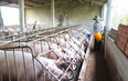 Thực hiện các biện pháp bình ổn giá thức ăn chăn nuôi và thịt lợn