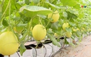 Ứng dụng công nghệ tưới tiết kiệm nước trong sản xuất nông nghiệp