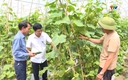 Thanh Hóa xây dựng được 1.478 chuỗi liên kết trong trồng trọt