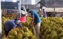 Sầu riêng tiếp tục là mặt hàng xuất khẩu chủ lực 