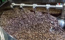 Xuất khẩu cà phê lập kỷ lục mới, doanh nghiệp tăng tốc đầu tư