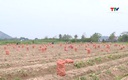 Tích tụ hơn 2.800 ha đất nông nghiệp sản xuất quy mô lớn