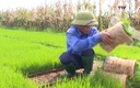 Hợp tác xã đưa mạ khay, máy cấy vào sản xuất  