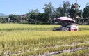 Đẩy nhanh tiến độ thu hoạch lúa vụ thu mùa