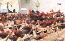 Chăn nuôi gà VietGap đem lại giá trị thu nhập cao 