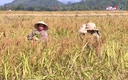 Mở rộng vùng sản xuất lúa nếp