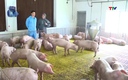 Giá lợn hơi tại miền Bắc và miền Trung chưa dứt đà giảm