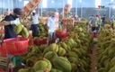 Sầu riêng Việt Nam tăng tốc chinh phục thị trường toàn cầu
