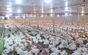 Thanh Hóa thúc đẩy chăn nuôi gà quy mô lớn