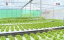 Thanh Hóa có 230 ha sản xuất nông nghiệp ứng dụng nhà màng, nhà lưới