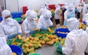 5 tháng đầu năm, kim ngạch xuất khẩu rau quả cả nước đạt hơn 2,6 tỷ USD