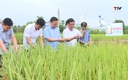 Nhân rộng diện tích giống lúa lai 3 dòng SYN 12