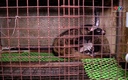 Tăng cường quản lý cơ sở nuôi nhốt động vật hoang dã 