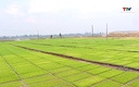Thanh Hóa giải phóng 47.500 ha đất để sản xuất vụ mùa 2026