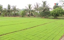 Sản xuất mạ khay - thúc đẩy cơ giới hóa trong sản xuất lúa