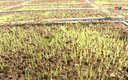 Mô hình sản xuất mạ khay tại xã Đông Tiến